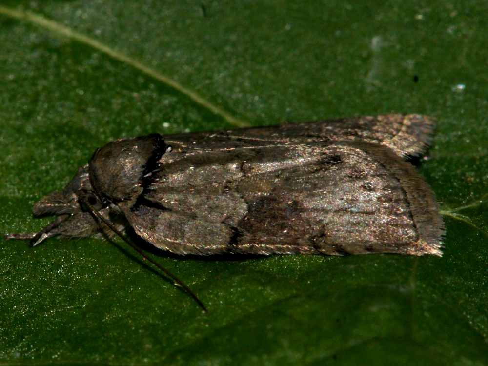 Bild Nr.10441 zum Vergrößern klicken Bild Nr.10441