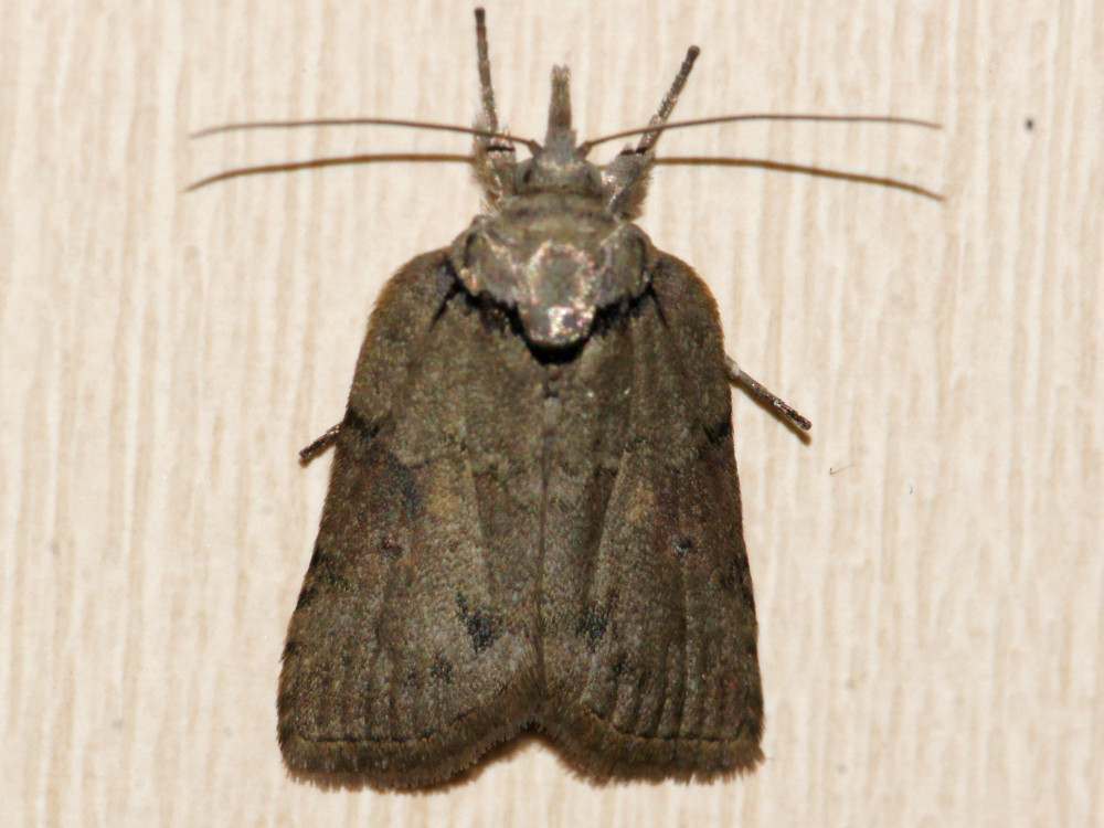 Bild Nr.10441 zum Vergrößern klicken Bild Nr.10441