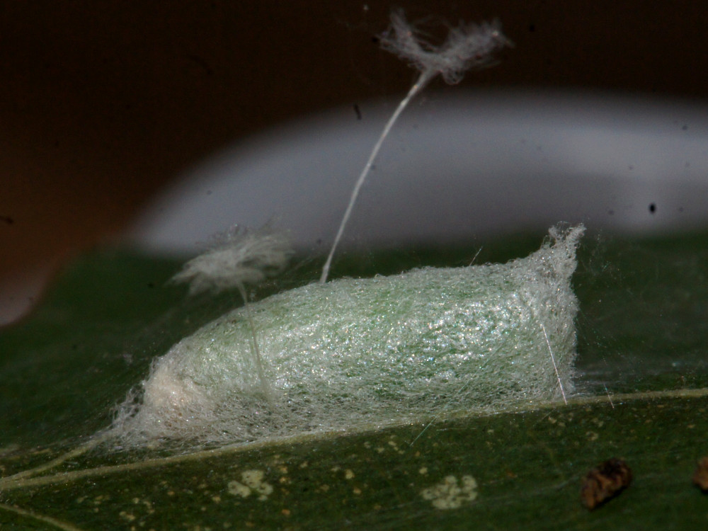 Bild Nr.10441 zum Vergrößern klicken Bild Nr.10441