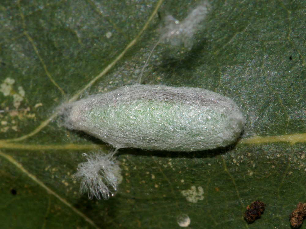 Bild Nr.10441 zum Vergrößern klicken Bild Nr.10441