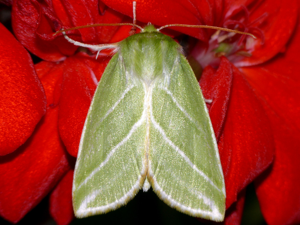 Bild Nr.10451 zum Vergrößern klicken Bild Nr.10451