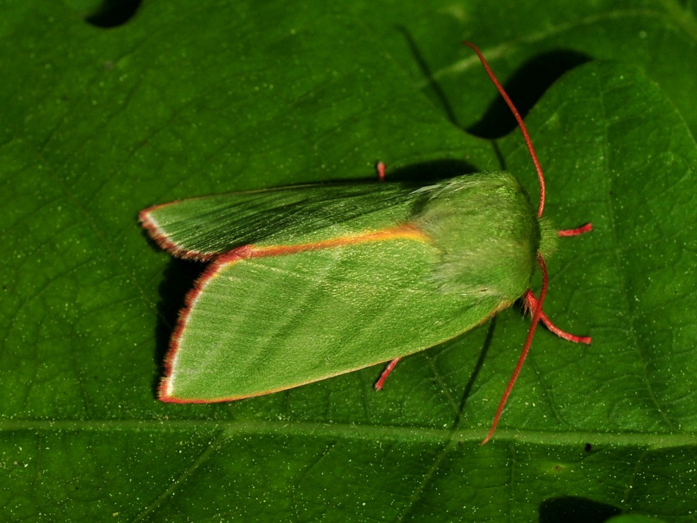 Bild Nr.10451 zum Vergrößern klicken Bild Nr.10451