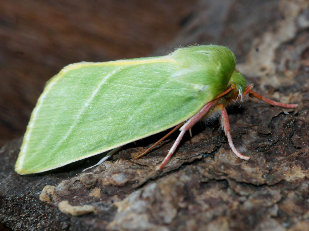 Bild Nr.10451 zum Vergrößern klicken Bild Nr.10451