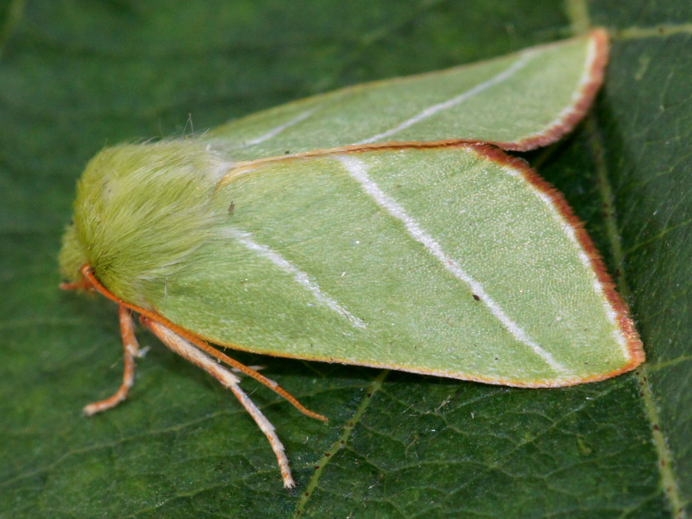 Bild Nr.10451 zum Vergrößern klicken Bild Nr.10451