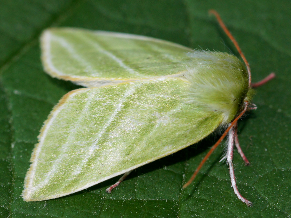 Bild Nr.10451 zum Vergrößern klicken Bild Nr.10451