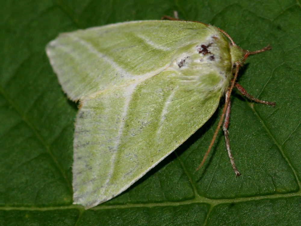 Bild Nr.10451 zum Vergrößern klicken Bild Nr.10451