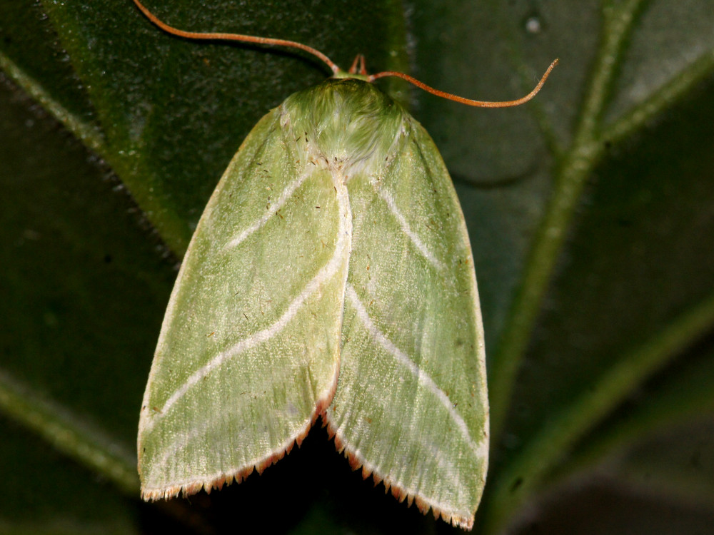 Bild Nr.10451 zum Vergrößern klicken Bild Nr.10451