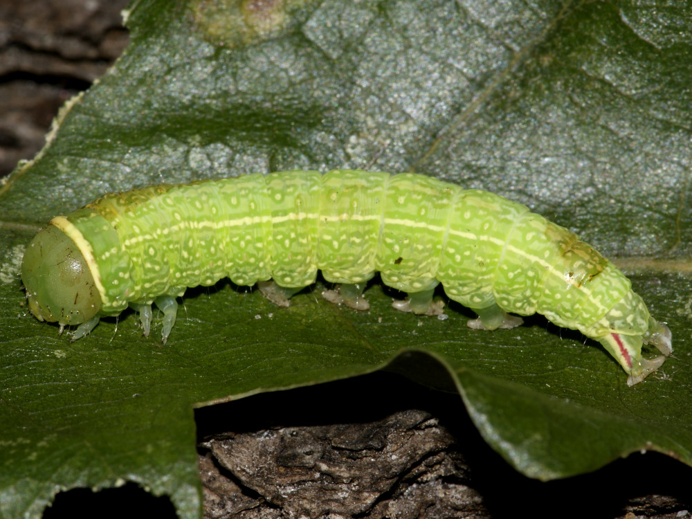 Bild Nr.10451 zum Vergrößern klicken Bild Nr.10451