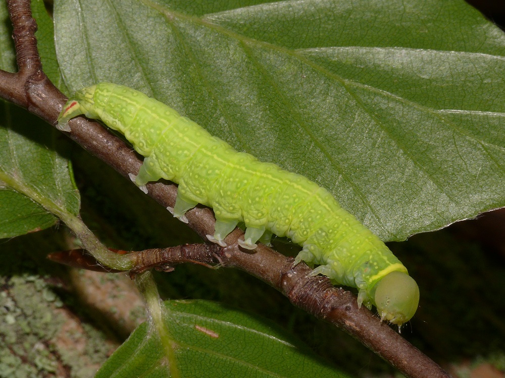 Bild Nr.10451 zum Vergrößern klicken Bild Nr.10451