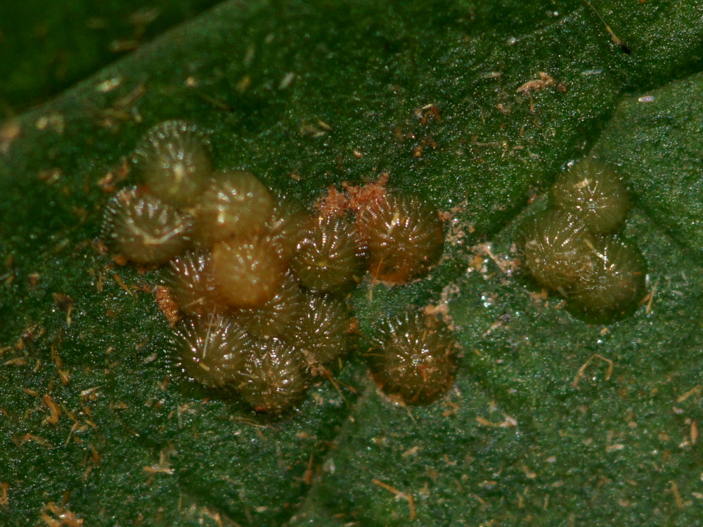 Bild Nr.10451 zum Vergrößern klicken Bild Nr.10451