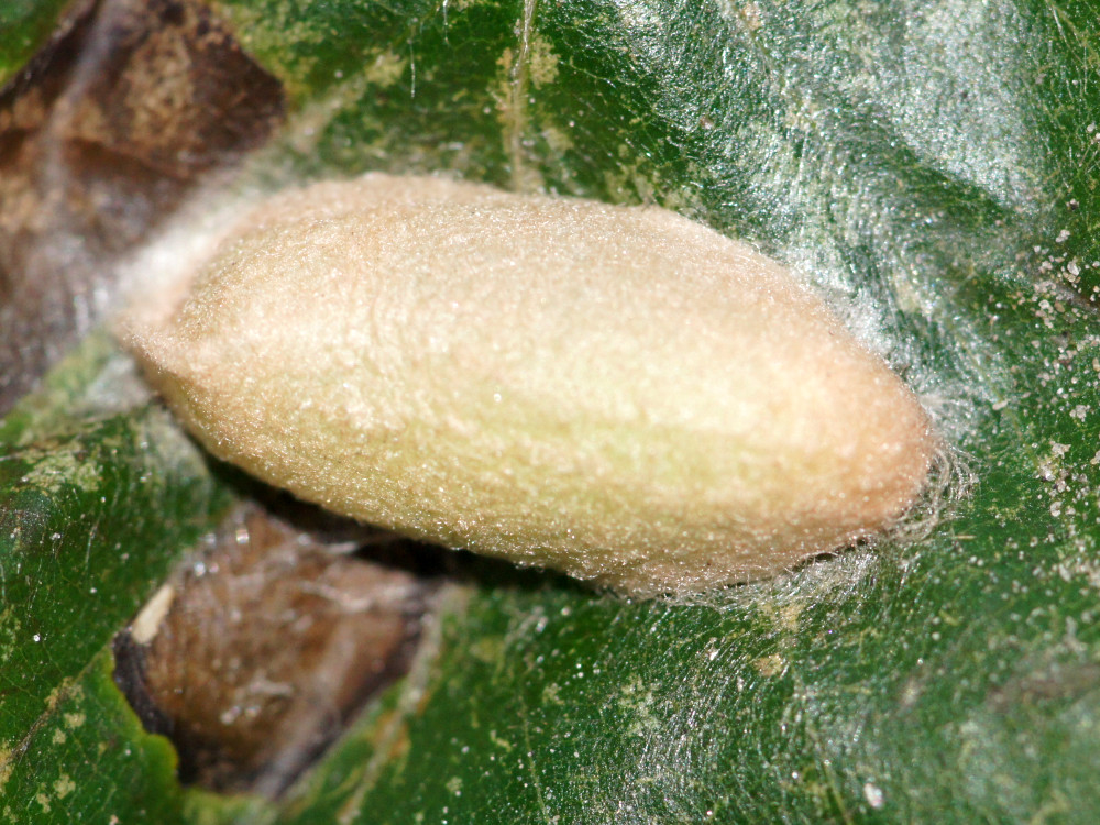 Bild Nr.10451 zum Vergrößern klicken Bild Nr.10451