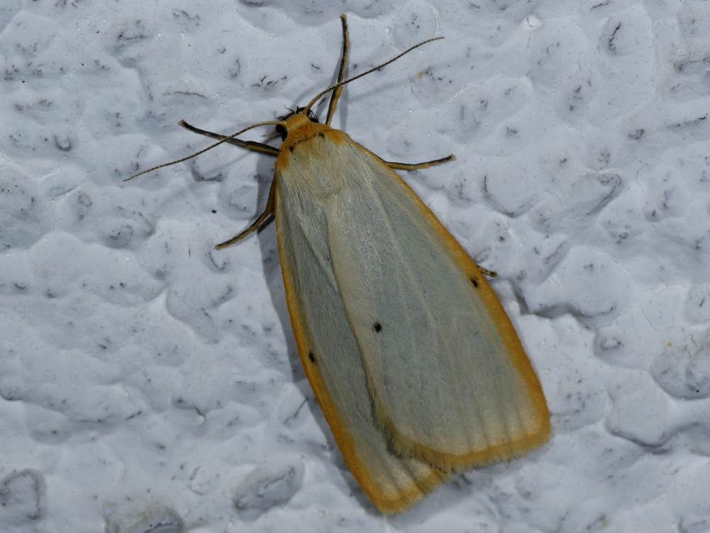 Bild Nr.10477 zum Vergrößern klicken Bild Nr.10477