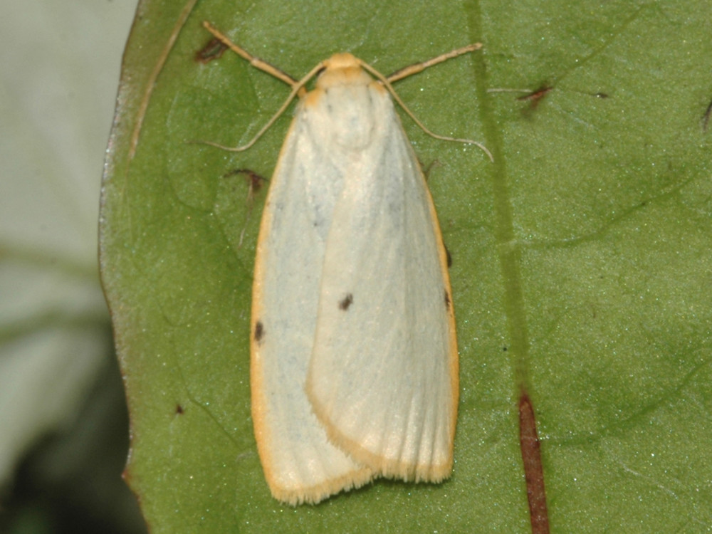 Bild Nr.10477 zum Vergrößern klicken Bild Nr.10477