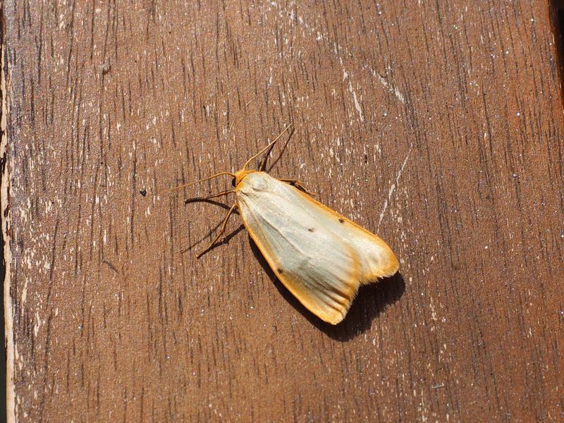 Bild Nr.10477 zum Vergrößern klicken Bild Nr.10477