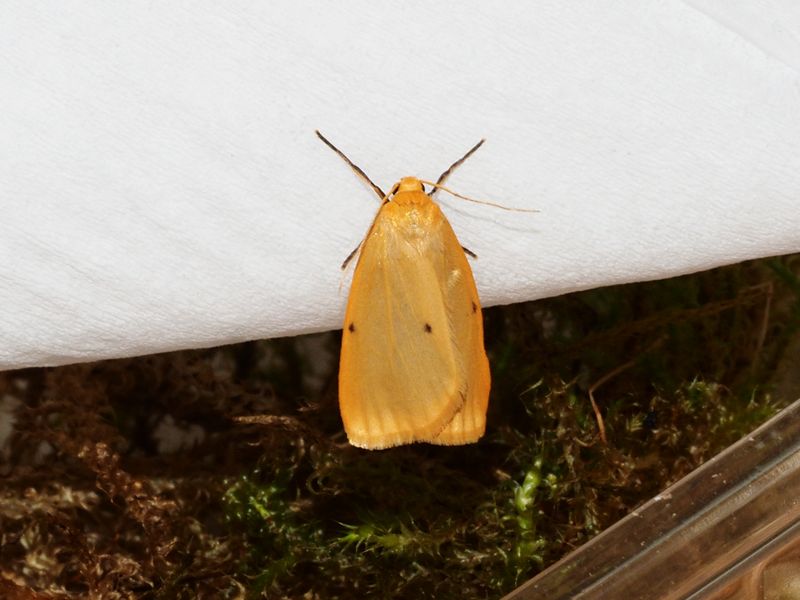 Bild Nr.10477 zum Vergrößern klicken Bild Nr.10477