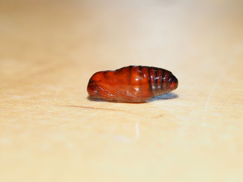 Bild Nr.10477 zum Vergrößern klicken Bild Nr.10477