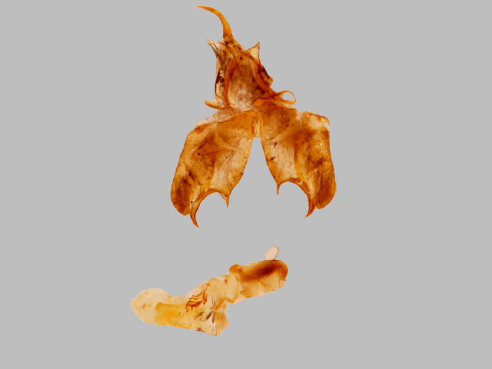 Bild Nr.10483 zum Vergrößern klicken Bild Nr.10483