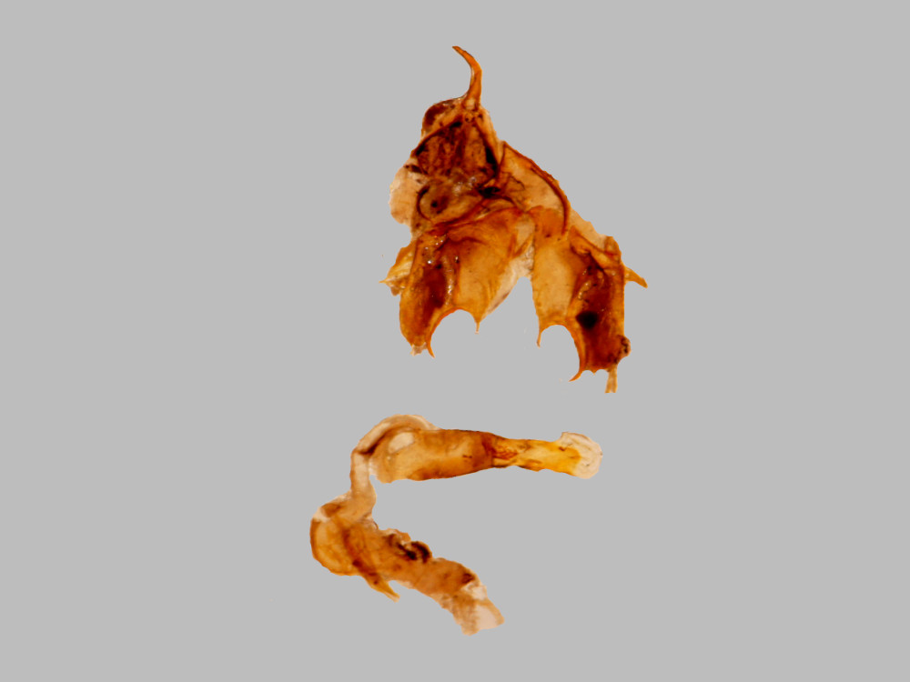 Bild Nr.10483 zum Vergrößern klicken Bild Nr.10483