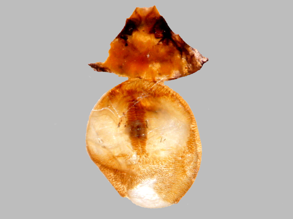 Bild Nr.10483 zum Vergrößern klicken Bild Nr.10483