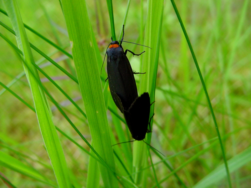 Bild Nr.10483 zum Vergrößern klicken Bild Nr.10483