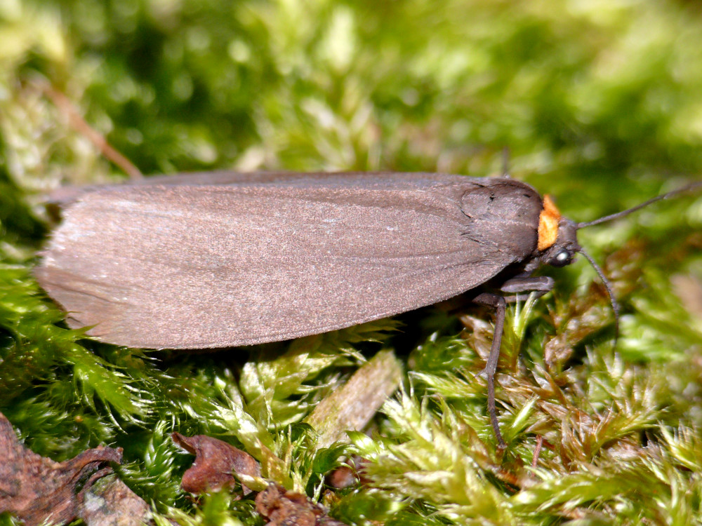 Bild Nr.10483 zum Vergrößern klicken Bild Nr.10483