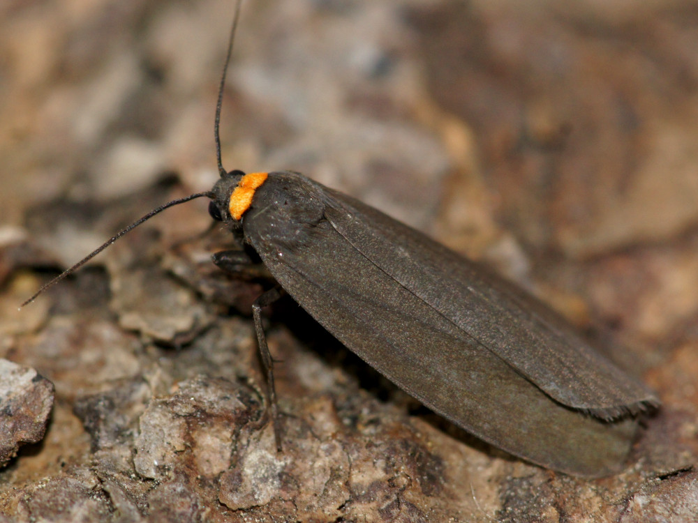 Bild Nr.10483 zum Vergrößern klicken Bild Nr.10483