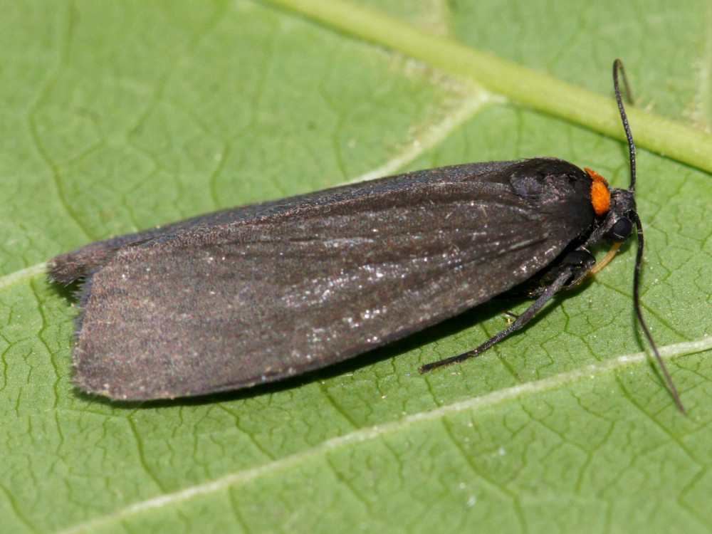 Bild Nr.10483 zum Vergrößern klicken Bild Nr.10483