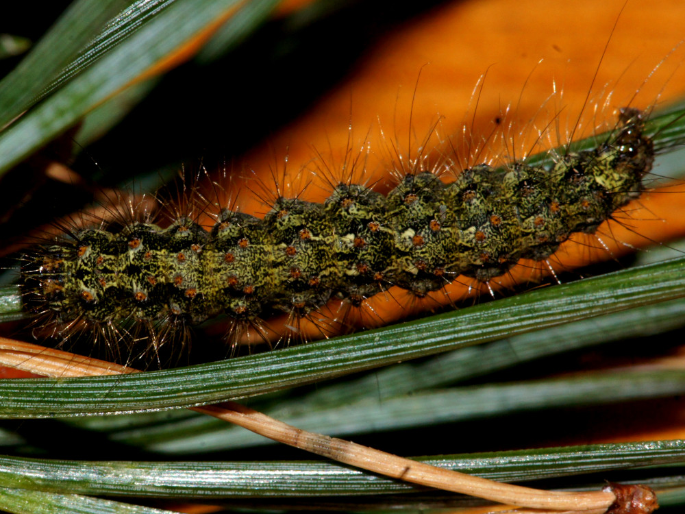 Bild Nr.10483 zum Vergrößern klicken Bild Nr.10483