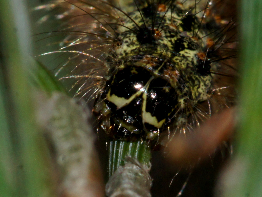 Bild Nr.10483 zum Vergrößern klicken Bild Nr.10483