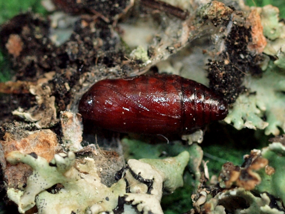 Bild Nr.10483 zum Vergrößern klicken Bild Nr.10483