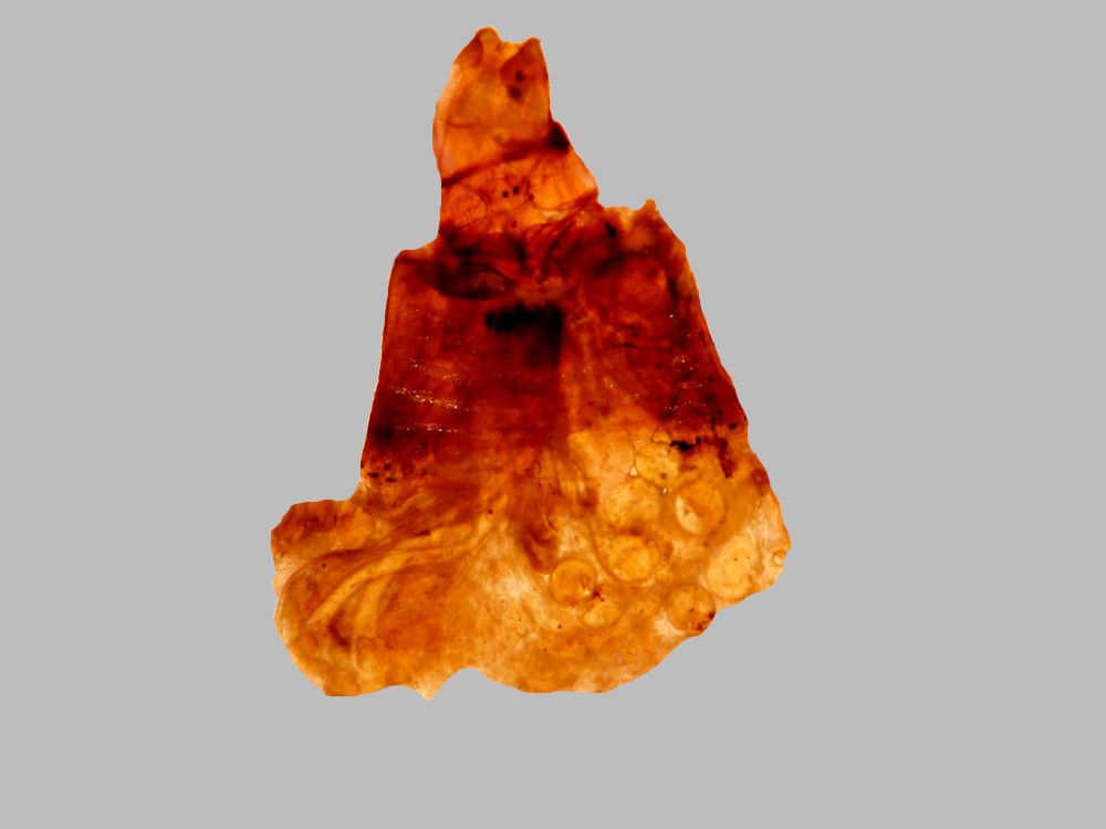 Bild Nr.10485 zum Vergrößern klicken Bild Nr.10485