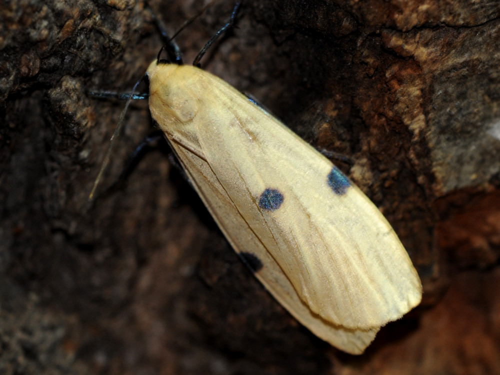 Bild Nr.10485 zum Vergrößern klicken Bild Nr.10485