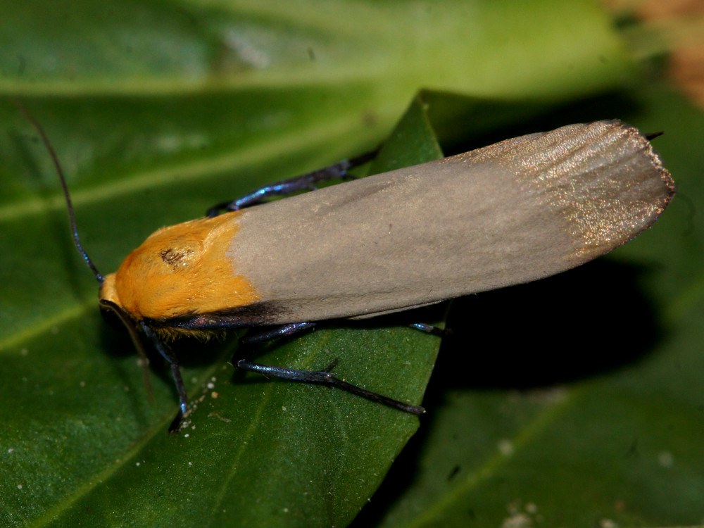 Bild Nr.10485 zum Vergrößern klicken Bild Nr.10485