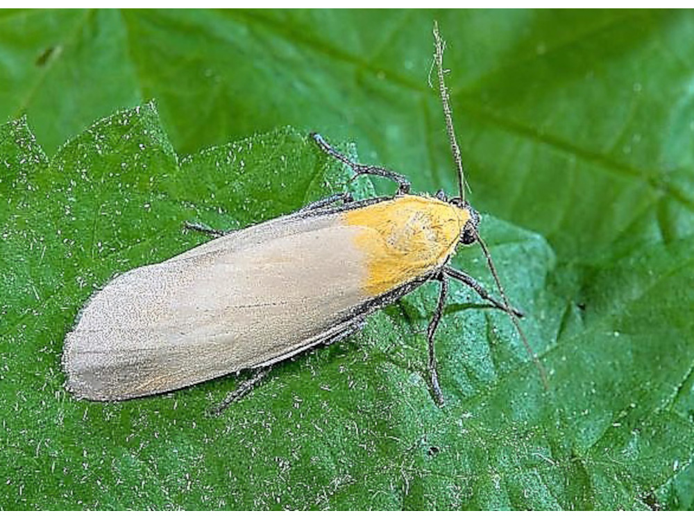 Bild Nr.10485 zum Vergrößern klicken Bild Nr.10485