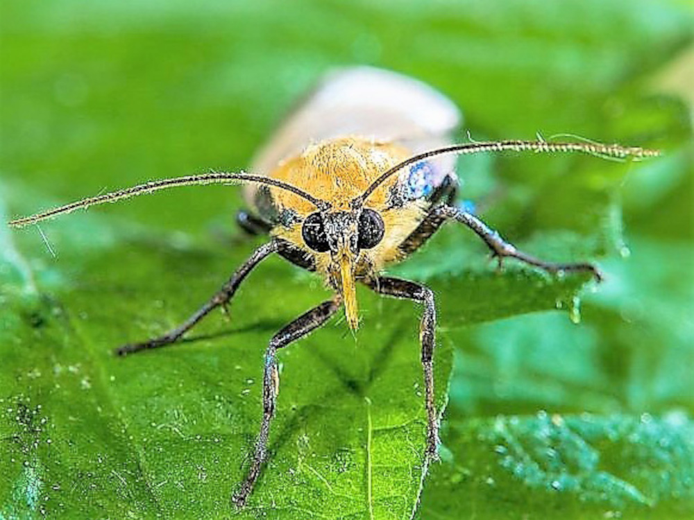 Bild Nr.10485 zum Vergrößern klicken Bild Nr.10485