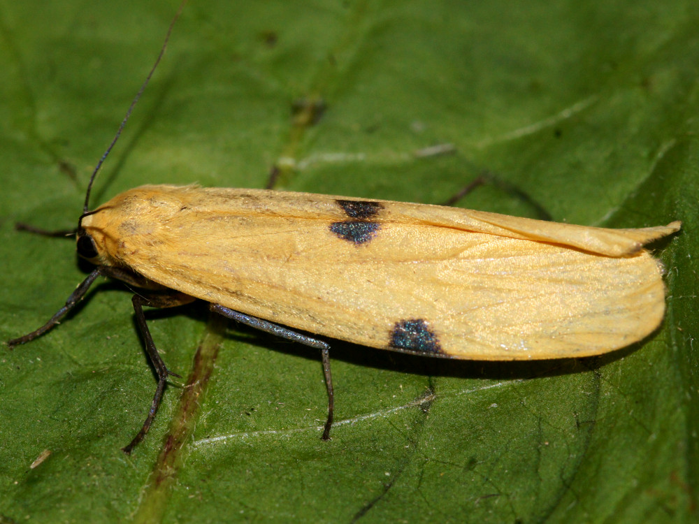 Bild Nr.10485 zum Vergrößern klicken Bild Nr.10485