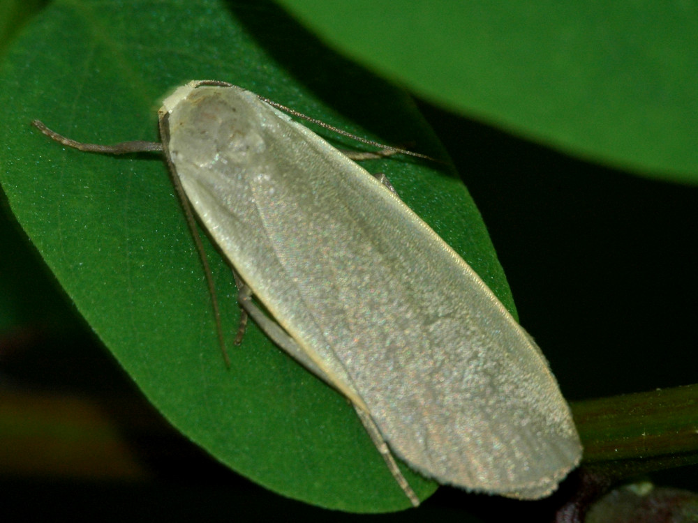 Bild Nr.10488 zum Vergrößern klicken Bild Nr.10488