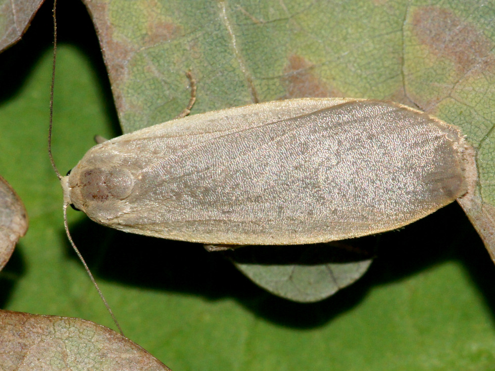 Bild Nr.10488 zum Vergrößern klicken Bild Nr.10488