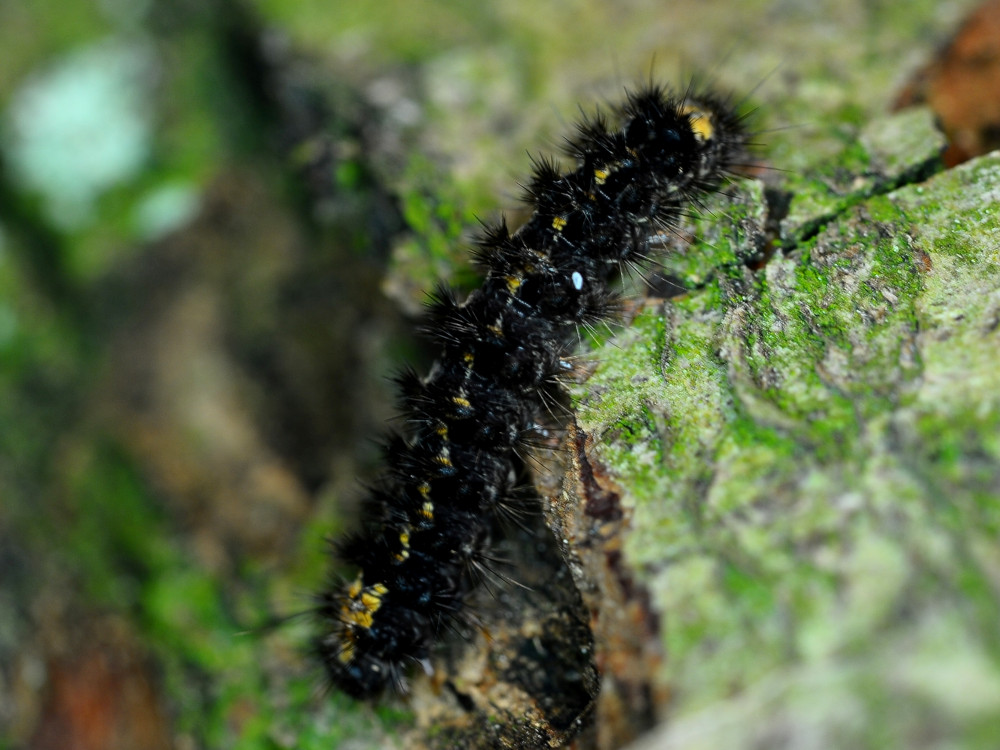 Bild Nr.10488 zum Vergrößern klicken Bild Nr.10488