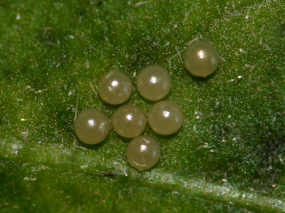 Bild Nr.10488 zum Vergrößern klicken Bild Nr.10488