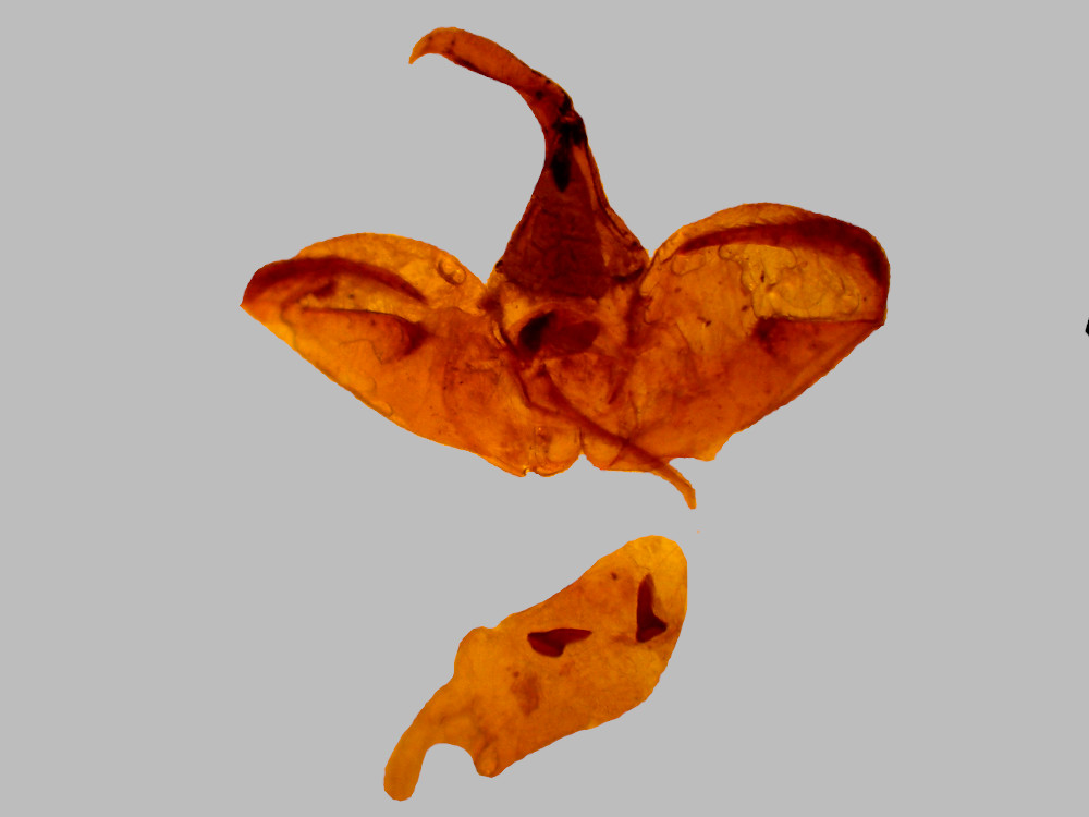 Bild Nr.10489 zum Vergrößern klicken Bild Nr.10489