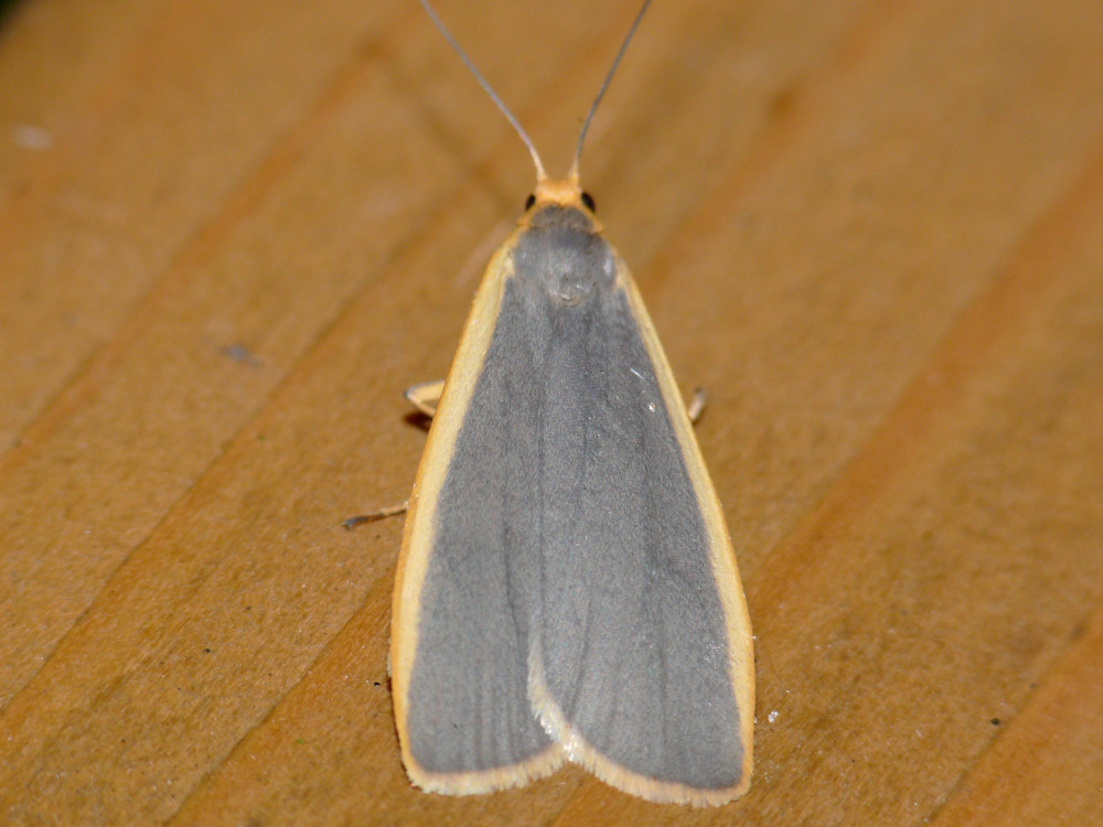 Bild Nr.10489 zum Vergrößern klicken Bild Nr.10489