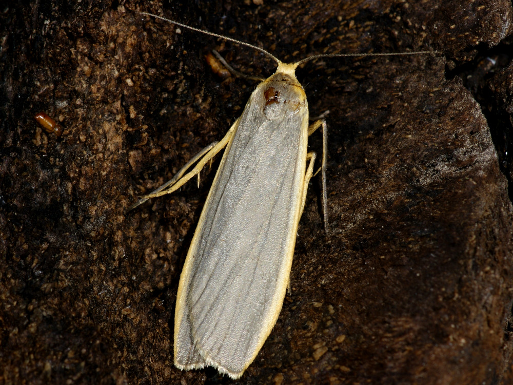 Bild Nr.10489 zum Vergrößern klicken Bild Nr.10489