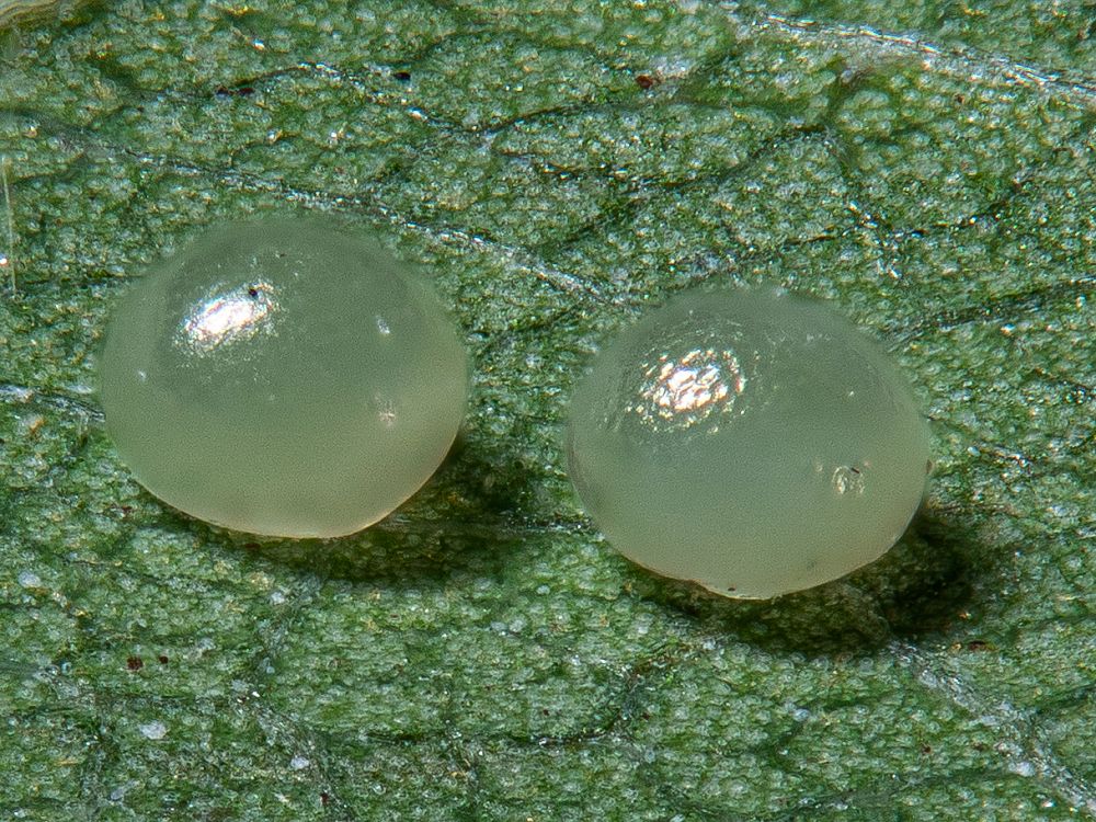 Bild Nr.10489 zum Vergrößern klicken Bild Nr.10489