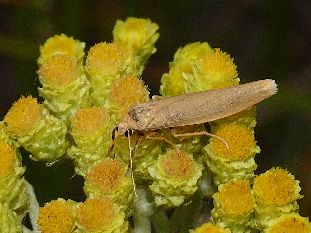 Bild Nr.10495 zum Vergrößern klicken Bild Nr.10495
