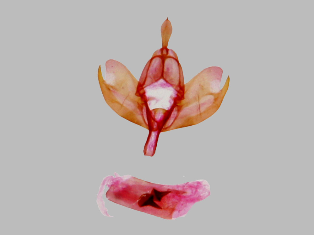 Bild Nr.10497 zum Vergrößern klicken Bild Nr.10497