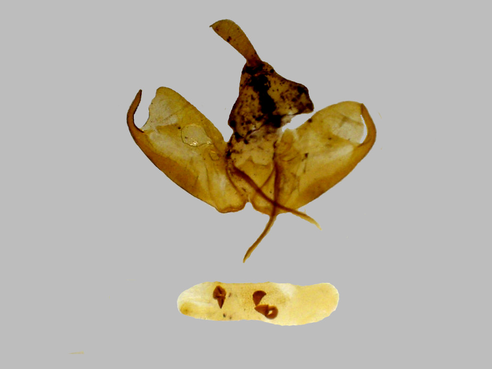 Bild Nr.10497 zum Vergrößern klicken Bild Nr.10497