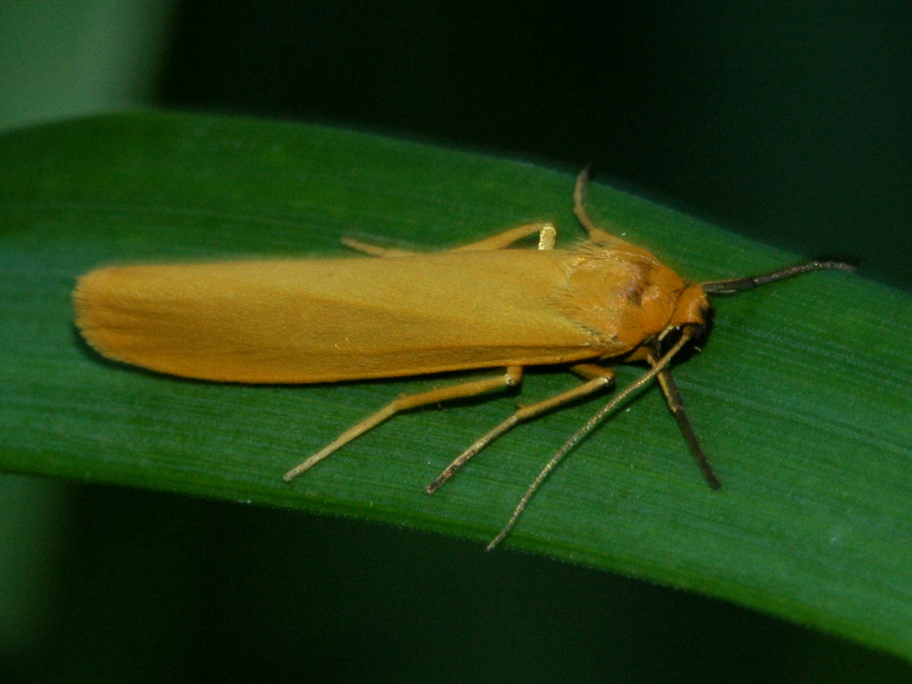 Bild Nr.10497 zum Vergrößern klicken Bild Nr.10497