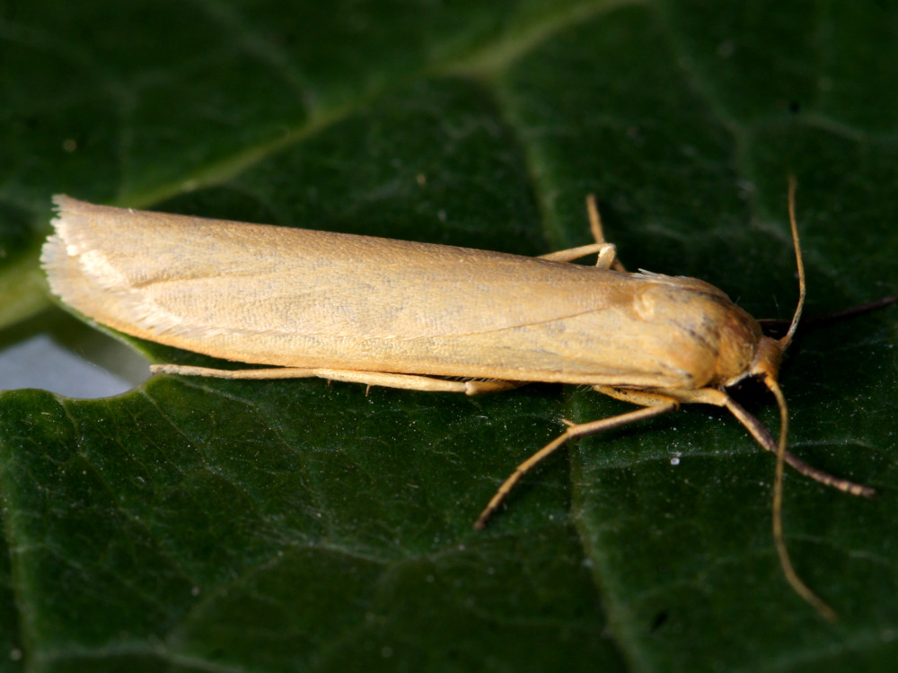 Bild Nr.10497 zum Vergrößern klicken Bild Nr.10497