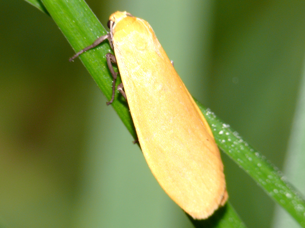 Bild Nr.10499 zum Vergrößern klicken Bild Nr.10499